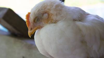 <b>1. ¿Qué es la gripe aviar? </b>La gripe aviar, o influenza aviar, es una enfermedad infecciosa causada por virus de influenza tipo A que afecta principalmente a las aves, tanto silvestres como domésticas. Algunas variantes, como H5N1, pueden ser altamente contagiosas y causar alta mortalidad en aves.
