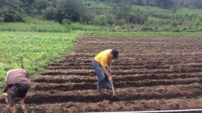 Agricultores preparan la tierra para sembrar.