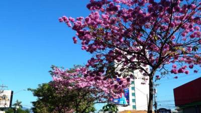 Los colores de sus flores son llamativos y lucen imponentes en calles y avenidas de San Pedro Sula se trata del árbol de Macuelizo que florea en todo su esplendor anunciando la llegada del verano.