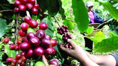 Al menos 15 departamentos y 210 municipios se dedican a la producción del aromático hondureño, que ocupa el primer lugar en Centroamérica, el tercero en América y el séptimo en el mundo.