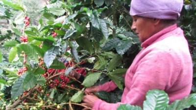 Ya comenzaron a cortar el café cultivado en las zonas bajas.