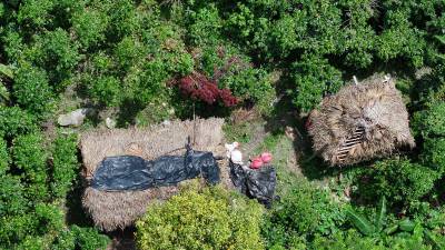 Covachas hechas por personas que se han tomado parte de la zona núcleo del Parque Nacional Pico Bonito para la siembra ilegal y la ganadería. Otra parte del área protegida estaba ocupada por grupos de narcotraficantes que tenían sembradas plantaciones de hojas de coca.