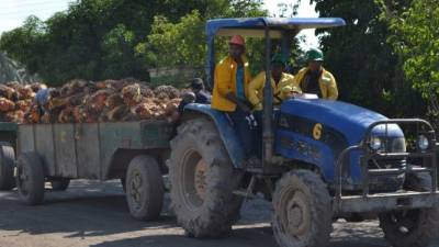 Cárdenas resaltó el aumento a finales de 2015 de la cantidad de toneladas de aceite certificadas en RSPO en la región.