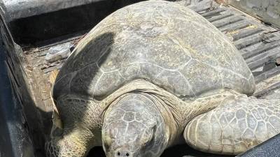 Las autoridades hondureñas liberaron una tortuga marina que había sido decomisada a un hombre que presuntamente la trasladaba de manera ilegal en un vehículo, durante un operativo realizado en Plan de Flores, Limón, Colón.