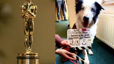 Messi el reconocido perro actor.