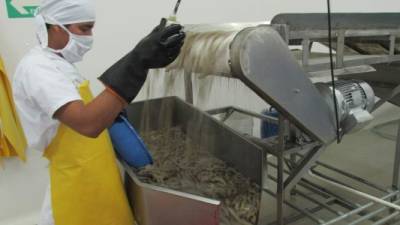 Un operario lava los camarones en una planta procesadora de Choluteca.