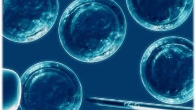 Las células madres son usadas para regenerar tejidos.