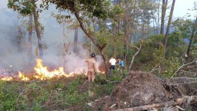 Los apagafuegos tardaron más de 12 horas en controlar las llamas.