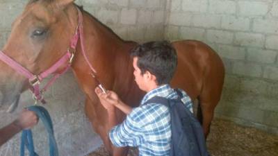 Se está vacunando contra brucelosis y tuberculosis en municipios del Valle de Sula.