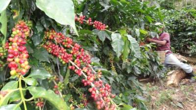 Los inversionistas ya negociaron un contrato de exclusividad para obtener café producido en la zona de La Labor, Ocotepeque.
