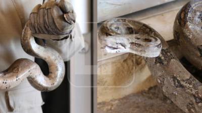 Serpiente boa encontrada el miércoles 29 de abril habría ingresado al país desde Estados Unidos. Actualmente, se encuentra bajo resguardo del Cuerpo de Bomberos de Honduras, luego de ser hallada dentro de un vehículo importado en la capital.