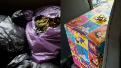 El paquete contenía una decena de paquetes más pequeños con la hierba seca en su interior.