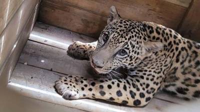 Un jaguar, un mono, varias especies de loros y una pitón fueron decomisados en Olancho tras ser mantenidos como mascotas en una vivienda.