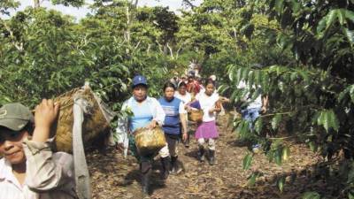 Cortadores del grano en una finca.
