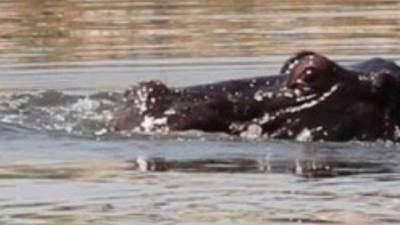 Video del primer video de un hipopótamo llorando la muerte de su cría.