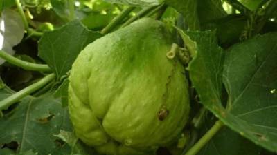 Fotografía cedida hoy por la Universidad Nacional Autónoma de México (UNAM) hoy, que muestra una especie de chayote mejorado. EFE/Cortesía UNAM/SOLO USO EDITORIAL