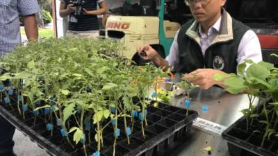 Trabajos en la estación de Mejoramiento Agrícola de Taichung en Taiwán. Foto: Kleymer Baquedano.