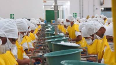 MH ProducciÃ3n de camaron en golfo de fonseca 09 Marz 2014