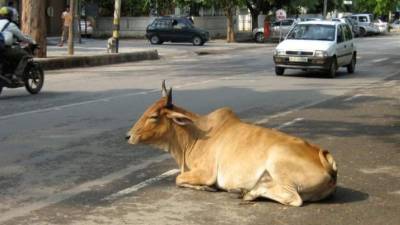 En un país donde se cree en múltiples deidades, los animales, que en muchos casos simbolizan a los propios dioses, son elevados a una categoría sagrada y por esta razón es frecuente encontrar perros, cabras, burros, cerdos, pero sobre todo vacas y búfalos, en las calles. EFE/Archivo