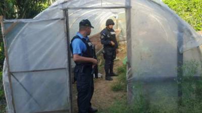El cultivo fue sembrado con alto nivel de tecnología.