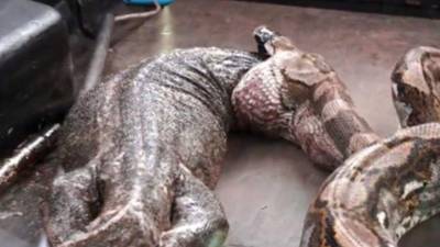 Una serpiente pitón vomitó a un lagarto gigante.