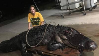 Fotografía cedida por Vaughan Gators LLC donde aparece la joven Kelby mientras posa con el gigantesco caimán de más 3,6 metros de largo y 210 kilos de peso, que chocó con un camión con remolque mientras cruzaba una autopista interestatal, en el noroeste de Florida (EE.UU.).