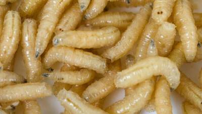 Todos los casos confirmados se han dado en fincas ubicadas en los departamentos de Río San Juan y Rivas, así como en la Región Autónoma de la Costa Caribe Sur, fronterizos con Costa Rica.