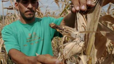 Un productor de maíz de la zona norte muestra una mazorca afectada por falta de lluvia. Foto: Amílcar Izaguirre