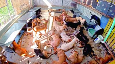 <b>Los perritos rescatados pueden ser adoptados. Fotos: Héctor Edú.</b>