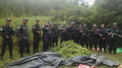 Las plantas incautadas fueron trasladadas a Juticalpa.