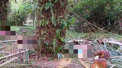 Escena de la masacre ocurrida en las últimas horas en el sector Ramal del Tigre en Tela (Atlántida).
