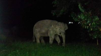 Las autoridades indicaron que esta es la segunda vez en lo que va del año que un elefante entra en el centro educativo. Imagen tomada de Info Roadblock JPJ/POLIS