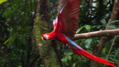 Diez guacamayas rojas volvieron a desplegar sus alas en libertad este lunes 26 de octubre, en medio de las montañas y la vegetación de la cuenca del río Cangrejal, en La Ceiba. Su liberación representa un nuevo paso para recuperar la presencia de una de las aves más queridas y representativas de Honduras en los territorios que alguna vez fueron su hogar.