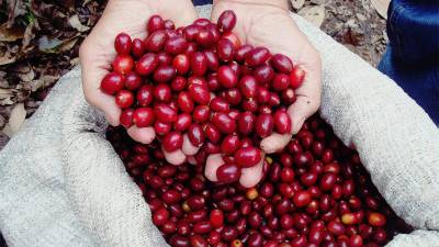 Cosecha de variedades arábicas como Catuaí y Bourbon en la Finca Seis Valles, destacando su compromiso con el cultivo sostenible del café.