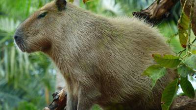 Capibara en su hábitat natural | Fotografía de archivo