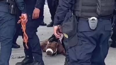 De acuerdo a medios locales, el perro de la raza pitbull, fue “detenido” por policías de la Ciudad de México, luego de que mordiera en la pierna a una oficial, lo cual le causó una herida.