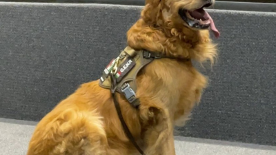 Lucas, binomio canino que apoyaba en la detección de bombas en la Cámara de Diputados.
