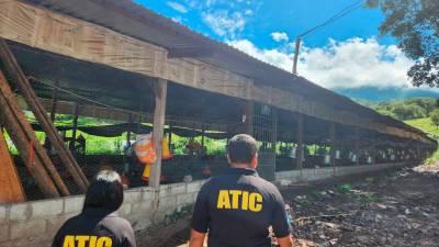 <b><span class=mln_uppercase_mln>Bienes.</span></b> Una granja de crianza de pollos fue asegurada ayer.