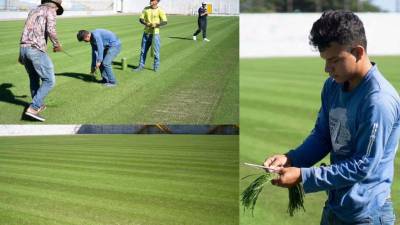 El Estadio Francisco Morazán cada vez va tomando más color y Diario LA PRENSA visitó las instalaciones para ver los avances de su engramillado.