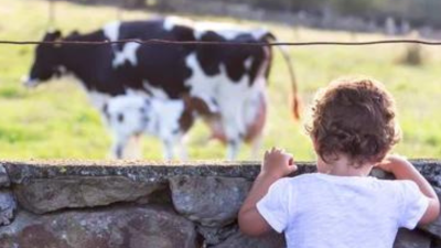 Imagen de referencia de un niño observando una vaca.