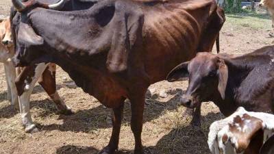 Las vacas están flacas y enfermas, sus propietarios temen que corran con la misma suerte de las cuarenta que ya murieron por falta de comida y atención de un veterinario.