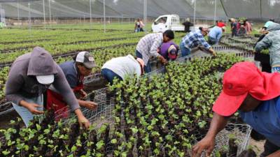 Trabajadores en viveros cultivan plantas de café con tecnología Ecopil, clave para impulsar la producción sostenible.