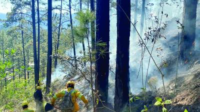 <b>El Gobierno ya mantiene cuadrillas para evitar que los incendios forestales afecten las cuencas de agua.</b>