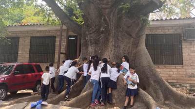 Niños se despiden de enorme árbol de ceiba que cortarán en Escuela de Honduras