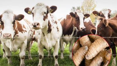 En septiembre la autoridades hondureñas detectaron cuatro casos más de gusano barrenador en ganado.