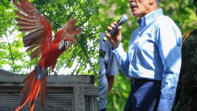 Nasry Asfura, presidente de la República, encabezó este domingo la liberación de 12 guacamayas rojas en el Día Nacional de la Guacamaya Roja y durante la celebración del Guacamaya Fest, realizado en Macaw Mountain, Copán Ruinas.