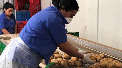Agricultores de trabajan en sus perfiles de negocio para la convocatoria que tiene como objetivo fomentar la competitividad agrícola.