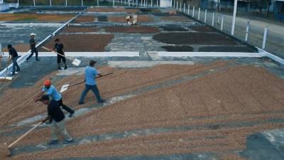 Trabajadores en el proceso de secado de granos de café, uno de los rubros más importantes de las exportaciones de Honduras.
