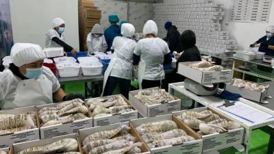 La captura de langosta en los bancos de pesca en el Caribe hondureño se ha vuelto más difícil, lo que generado que la producción para exportar se mantenga.