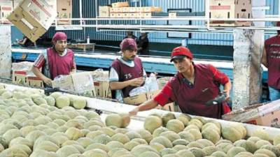 La industria del melón está conformada en Honduras por dos empresas exportadoras, quienes cuentan con siete fincas. Además, hay entre 10 y 15 pequeños productores.